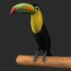 Toucan1