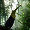 criik2 Toucan2