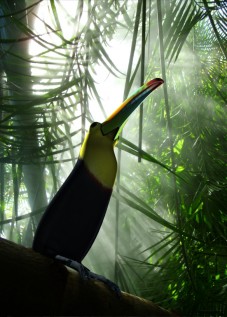 Toucan2